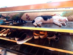Mes sandales et la siesta du chat