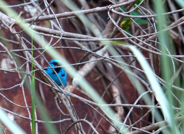 Un magnifique petit oiseau bleu, le Saira Azul... très vif et très difficile à photographier !